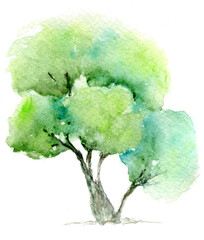 Oak tree watercolor illustration with white background. Big tree painting on nature theme for any ecological or forest projects