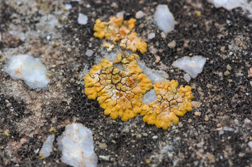 Weather-generated yellow lichen on a stone over time