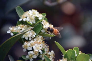 bee on a flower