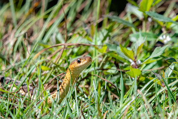 A closeup of a small yellow snake in the grass. Closeup view of his head. Bright sunny day.
