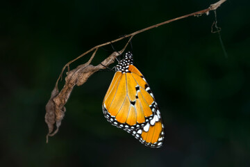 Macro shots, Beautiful nature scene. Closeup beautiful butterfly sitting on the flower in a summer garden.

