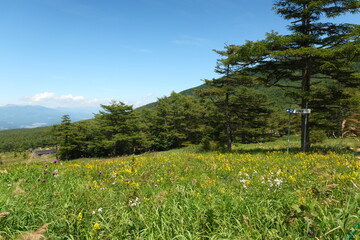夏の高原のお花畑　高峰高原・長野県