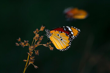 Macro shots, Beautiful nature scene. Closeup beautiful butterfly sitting on the flower in a summer garden.

