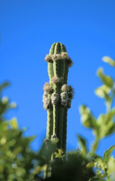 cactus in bloom
