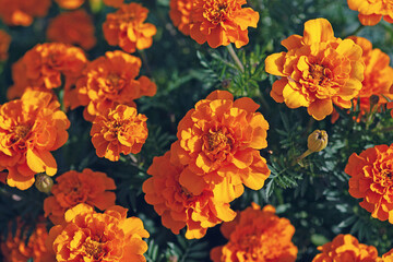 Marigold flowers top view (Tagetes erecta L. ) close up