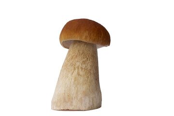 Brown boletus mushroom isolated on white background