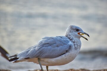 Obraz premium seagull on the beach