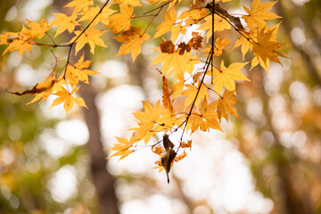 Naklejka na ściany i meble Autumn leaves　　Maple