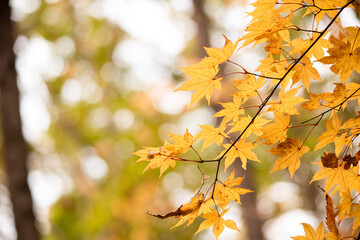 Autumn leaves　　Maple