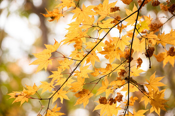 Autumn leaves　　Maple