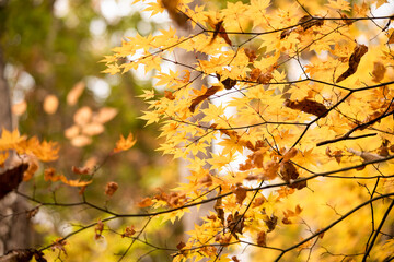 Autumn leaves　　Maple