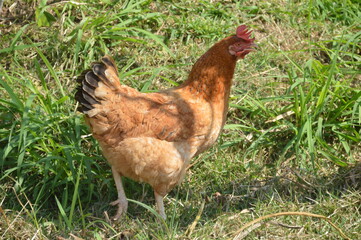 chicken