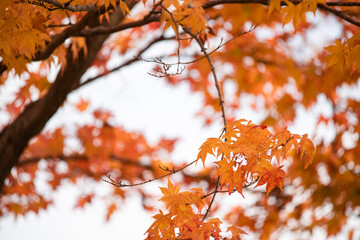 Autumn leaves　　Maple
