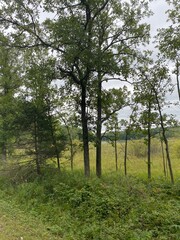 Scenic Minnesota Landscape in the Summer Time