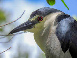 Black crowned night heron in Silver Spring park, Florida