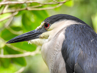 Black crowned night heron in Silver Spring park, Florida