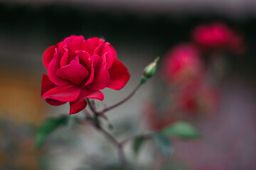 Red flower with a blury background.
