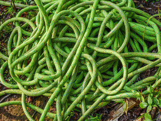 green rope on ground between uses by loggers