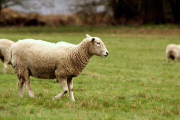 Naklejka na ściany i meble A Sheep in a Field
