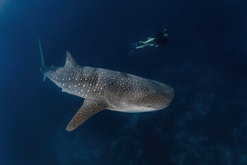 Whale shark diving in Pintuyan, Southern Leyte, Philippines.