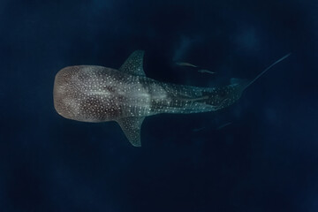 Overhead shot of a whaleshark (Rhincodon typus) while swimming gracefully above the reef.