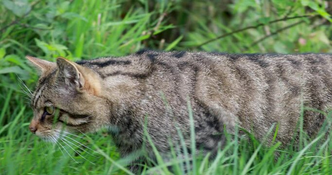 scottish wild cat, Felis silvestris, close up portrait of it moving/cleaning on grass with woodland background during a bright sunny day.
