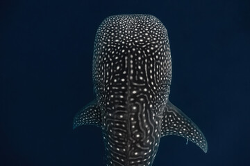 Overhead shot of a whaleshark's massive body while swimming gracefully in the deep. Vibrant markings are visible around its body and pectoral fins.