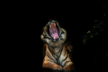 tiger in the dark