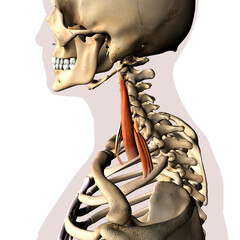 Scalene Neck Muscles Isolated on Spinal Column, Human Skeletal System, 3D Rendering