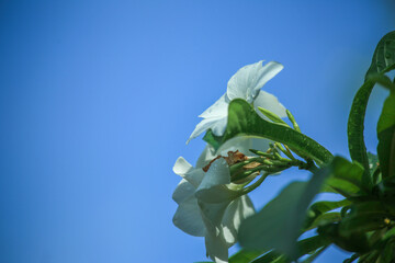 white flower on blue sky background
