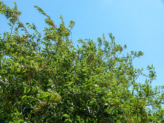 blackberry tree
