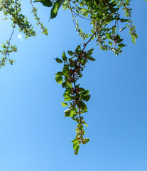 blackberry tree branch