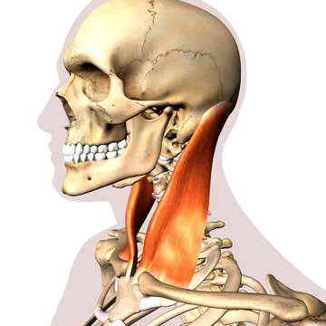 Sternocleidomastoid Neck Muscle Isolated within Human Skeletal System, 3D Rendering