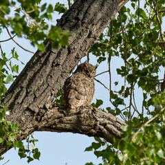 Obraz premium Yearling Great horned owl in tree