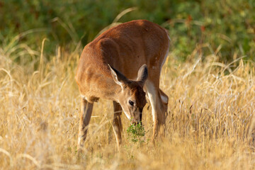 White-tailed deer fawn foraging
