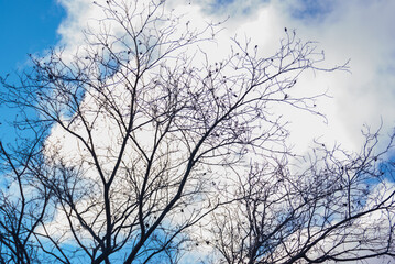 tree in the sky