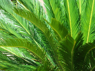 Hojas de palma de ornato