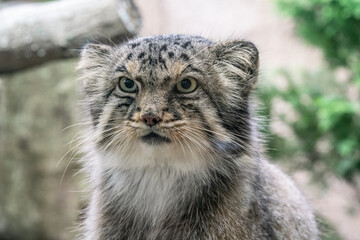 マヌルネコ