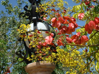 Flores de árbol, follaje y farol de plaza