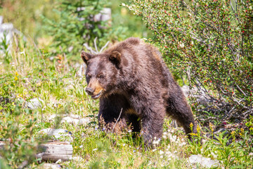Black bear (Ursus americanus) cinnamon phase,  walking on in a Montana forest