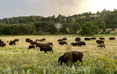 bison roam prairie black hills storm coming in