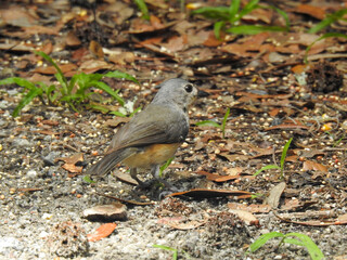 A gray catbird on Tybee Island, Georgia