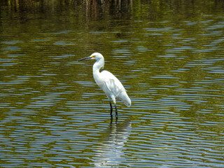 Snowy egret in Florida wetlands