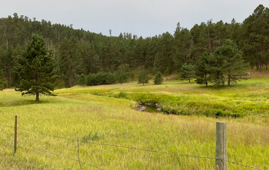 creek plush meadow in black hills