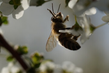 逆光で煌めく春のユキヤナギとミツバチをソフトフォーカスで表現