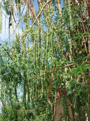 Vainas en árbol 3