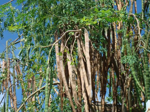 Vainas en &aacute;rbol