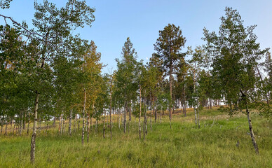 Fototapeta premium rv campsite walk blue hour in black hills