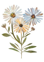 Pressed daisies arrangement isolated on white background