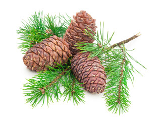 Cedar cones with branch on white